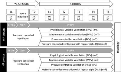 Variable Ventilation Is Equally Effective as Conventional Pressure Control Ventilation for Optimizing Lung Function in a Rabbit Model of ARDS